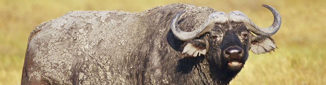 Imagem de um búfalo